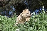CAIRN TERRIER 084